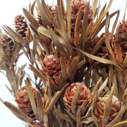 il_794xN.3501396812_25se