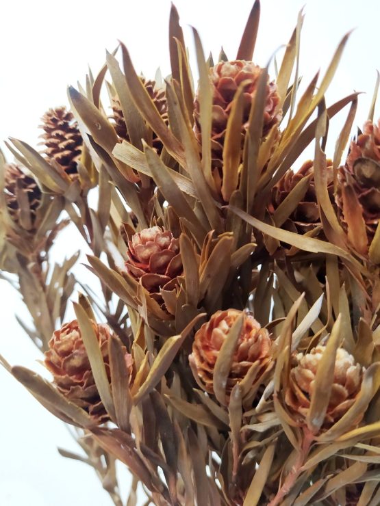 il_794xN.3501396812_25se