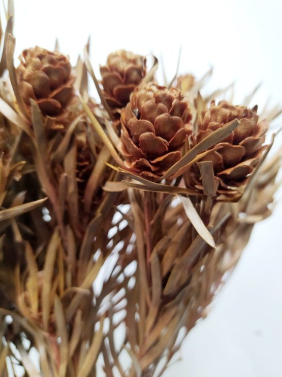 il_794xN.3549032497_hhij