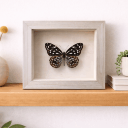 TIRUMALA LIMNIACE (BLUE TIGER BUTTERFLY) - INDIA