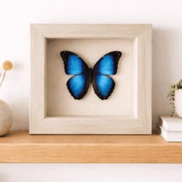 MORPHO DEIDAMIA - PERU