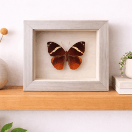 THAURIA ALIRIS MALE - INDONESIA