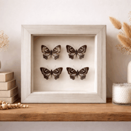 4 NYPHALIDAE SSP - INDONESIA