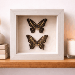 GRAPHIUM AGAMEMNON (TAILED JAY) - INDONESIA