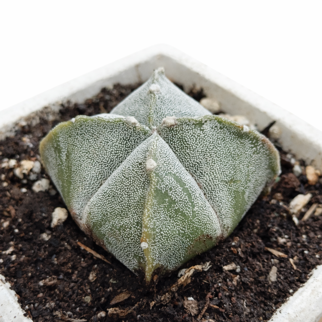 file_000000008818720ab0ee2e1845eca765