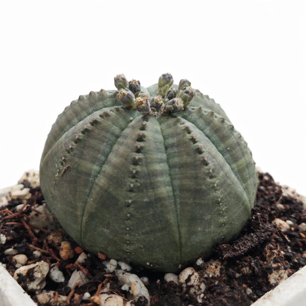 file_00000000f064720a8138be57a4e045d8